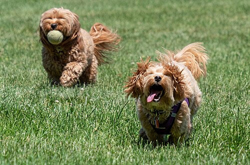 How to Read Your Dog's Body Language: A Pet Owner's Guide