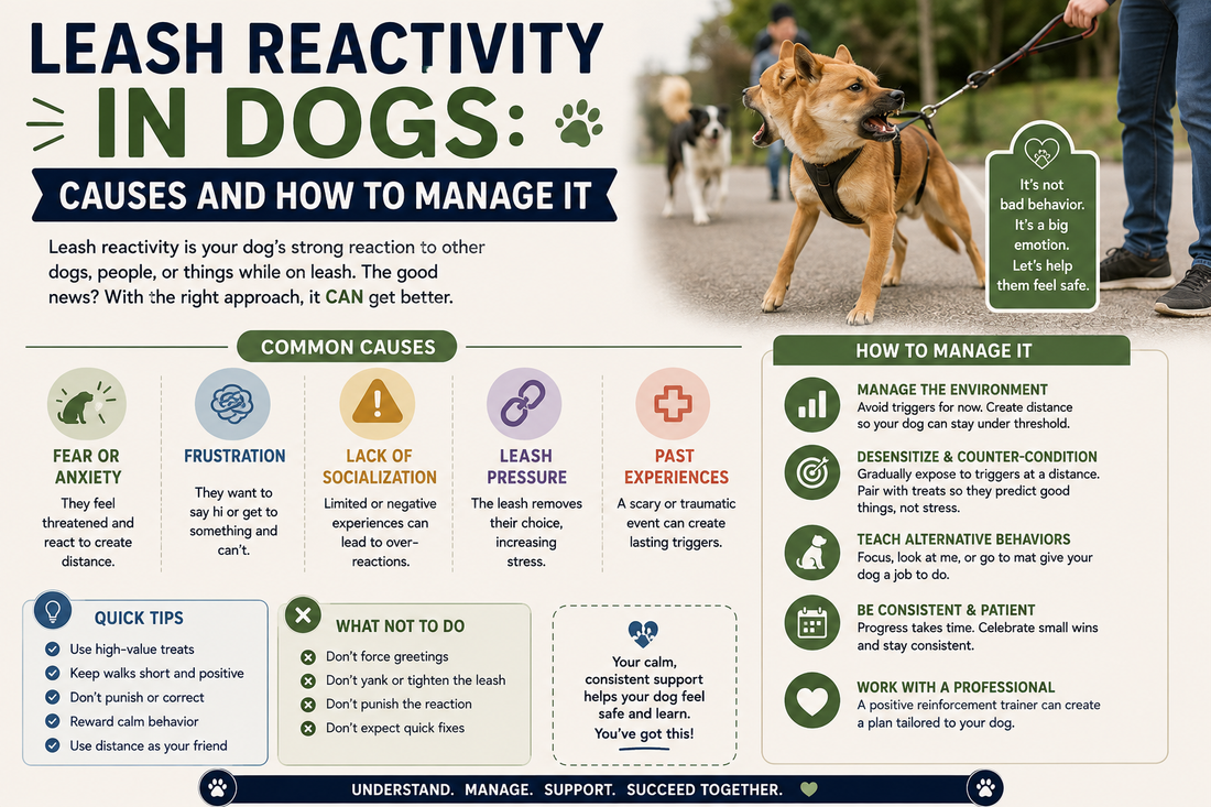 Leash Reactivity in Dogs: Causes and How to Manage It