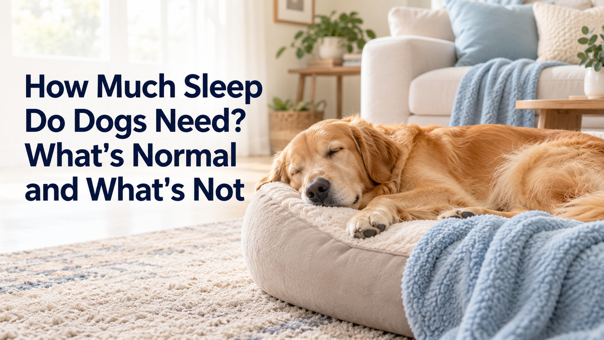 How Much Sleep Do Dogs Need? What's Normal and What's Not