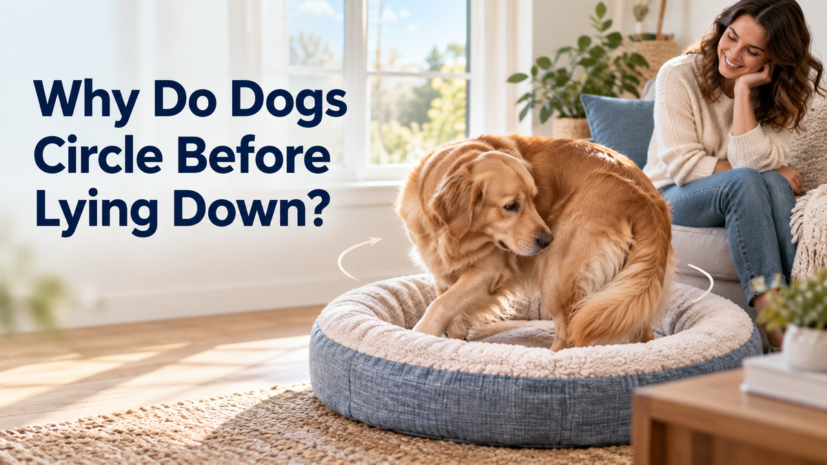 Why Do Dogs Circle Before Lying Down?