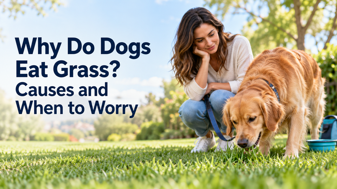 Why Do Dogs Eat Grass? Causes and When to Worry