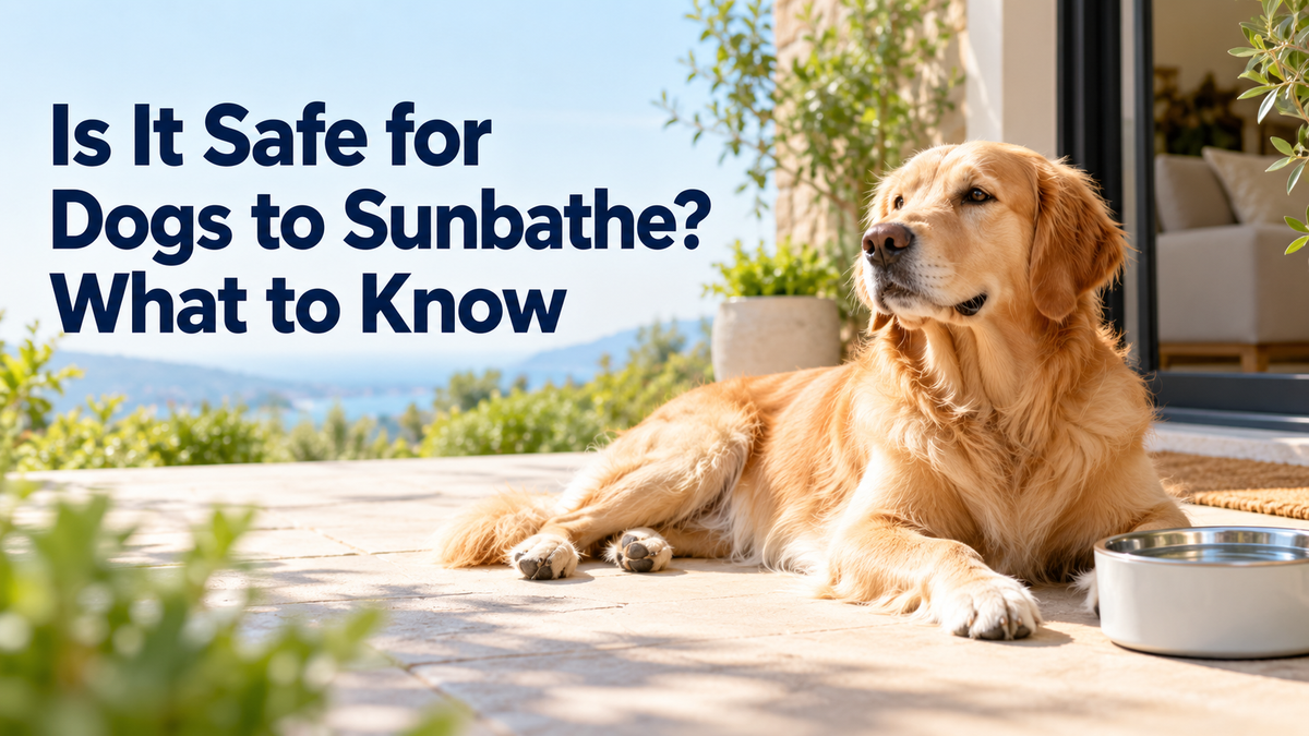 Is It Safe for Dogs to Sunbathe? What to Know
