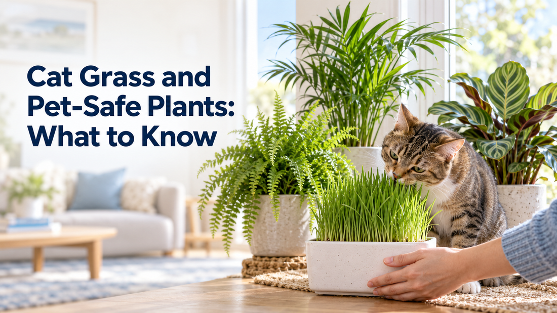 Cat Grass and Pet-Safe Plants: What to Know