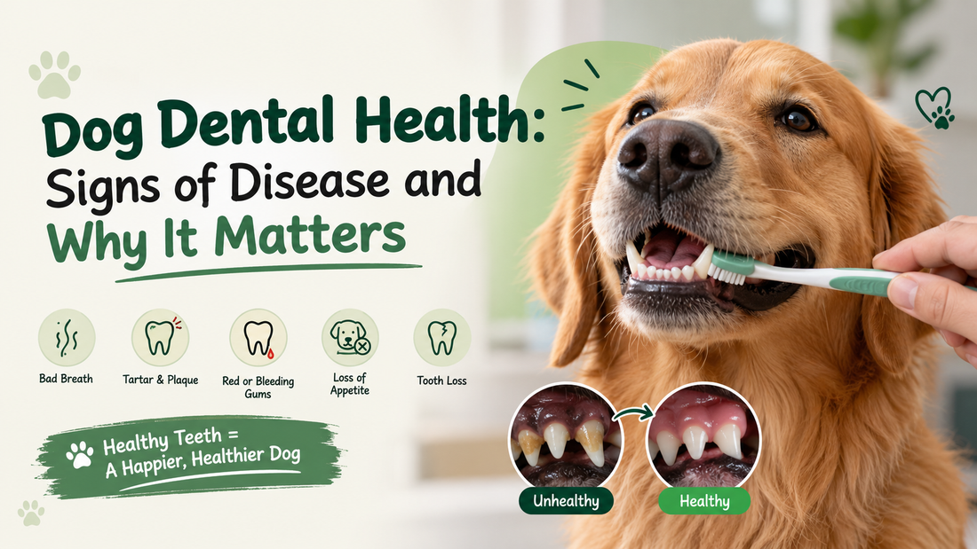 Dog Dental Health: Signs of Disease and Why It Matters