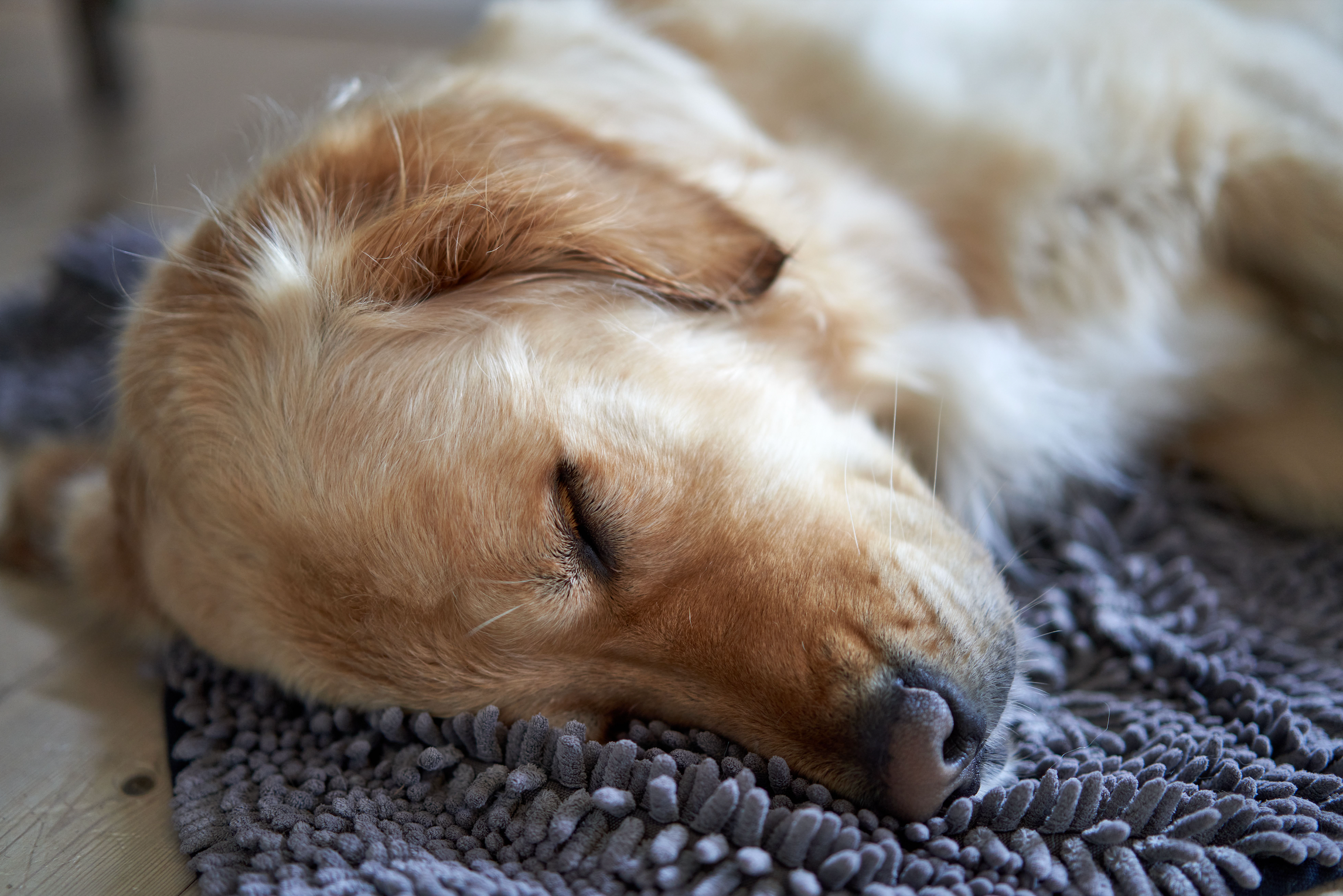 8 Simple Ways to Calm an Anxious Dog or Cat at Home