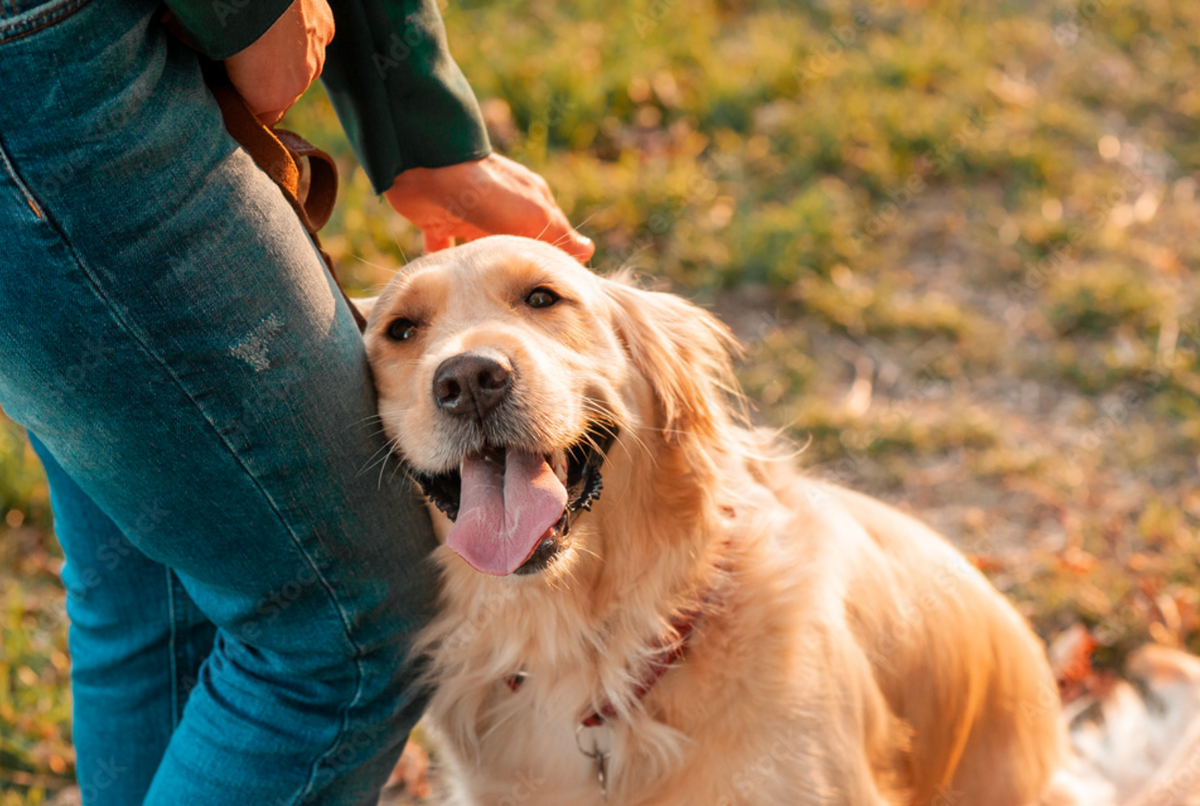 Dog Enrichment at Home: Easy Activities for a Happier, Calmer Dog