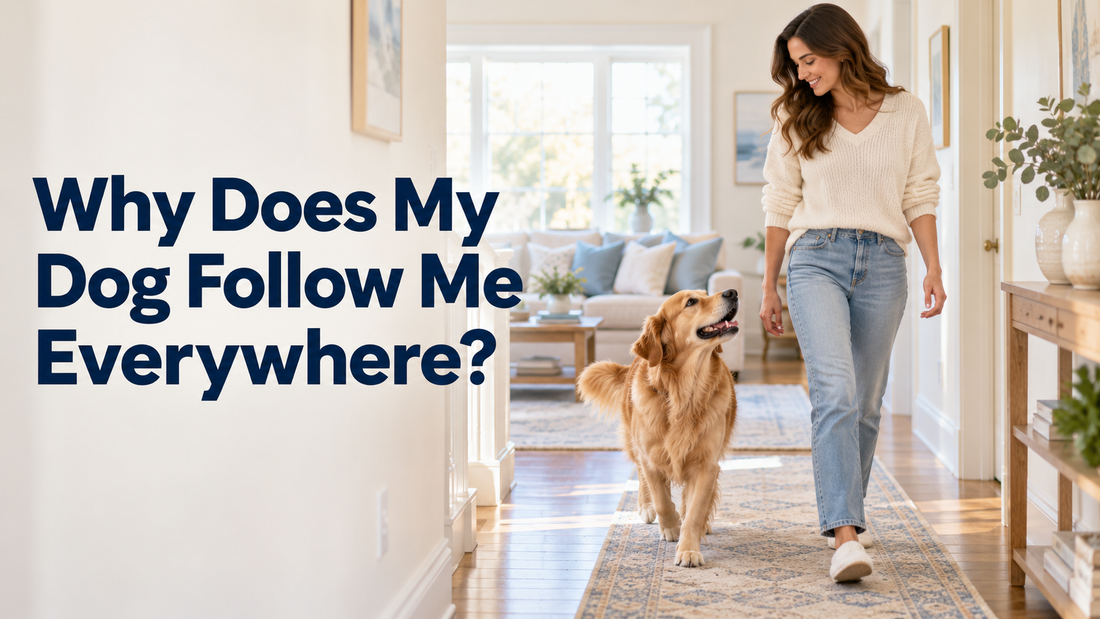 Why Does My Dog Follow Me Everywhere? Velcro Dogs Explained