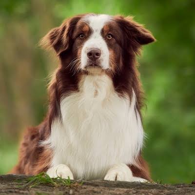 Dog & Cat Shedding Season 2026: How to Keep Fur Under Control