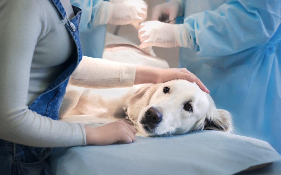 Cone Alternatives: A Dog & Cat Surgery Recovery Guide