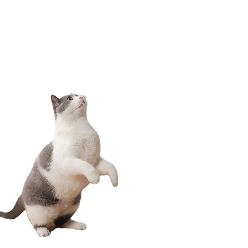 Cat standing on hind legs reaching up to catch the Aevvon feather wand toy