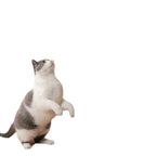 Cat standing on hind legs reaching up to catch the Aevvon feather wand toy